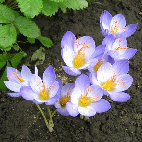 Какие цветы посадить с тюльпанами, чтобы цвели все лето. Как замаскировать отцветшие нарциссы и тюльпаны? 14