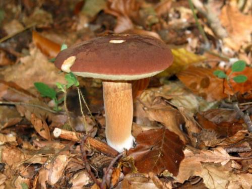 Гриб коричневая шляпка. Особенности, места произрастания и сезон съедобных коричневых грибов