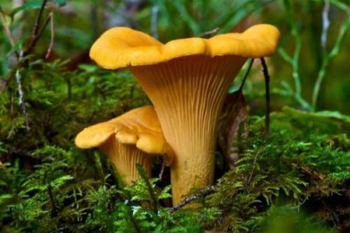 Гриб коричневая шляпка. Особенности, места произрастания и сезон съедобных коричневых грибов