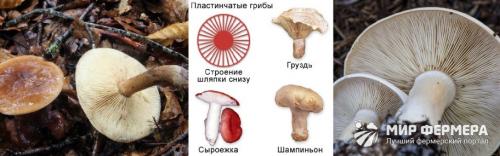 Пластинчатый гриб с коричневой шляпкой и коричневой ножкой. Пластинчатые грибы: фото съедобных с описанием