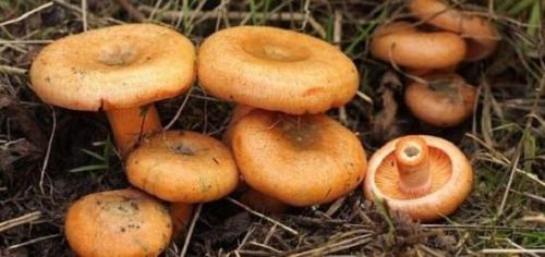 Коричневый пластинчатый гриб с толстой ножкой. Съедобные и ядовитые пластинчатые грибы