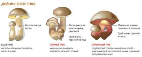 Пластинчатый гриб с коричневой шляпкой и коричневой ножкой. Пластинчатые грибы: фото съедобных с описанием 14