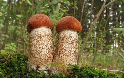 Пластинчатый гриб с коричневой шляпкой и коричневой ножкой. Пластинчатые грибы: фото съедобных с описанием 03