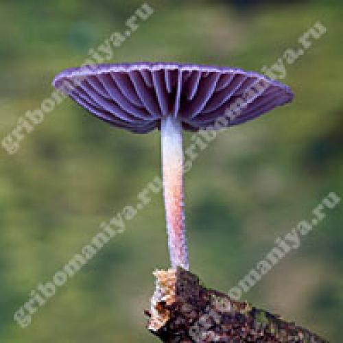 Как называется гриб с белой шляпкой и красной ножкой. Съедобные пластинчатые грибы 06