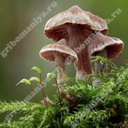 Белая ножка коричневая шляпка гриб. Популярные съедобные трубчатые 18