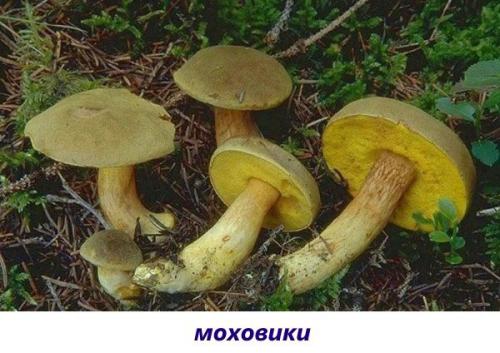 Белая ножка коричневая шляпка гриб. Популярные съедобные трубчатые