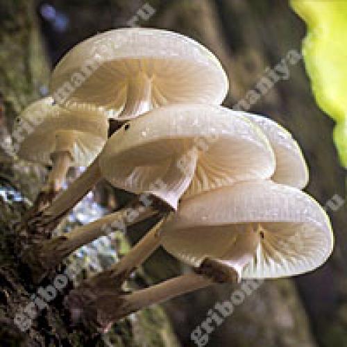 Белая ножка коричневая шляпка гриб. Популярные съедобные трубчатые 21