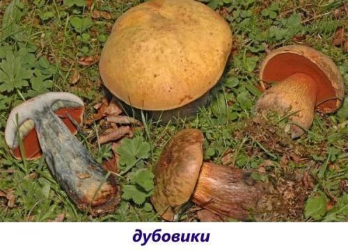 Белая ножка коричневая шляпка гриб. Популярные съедобные трубчатые