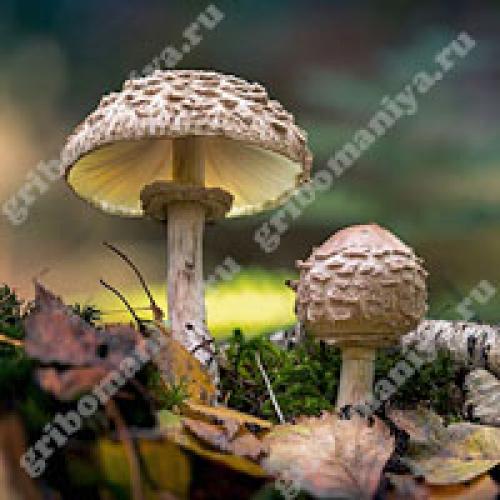 Белая ножка коричневая шляпка гриб. Популярные съедобные трубчатые 20