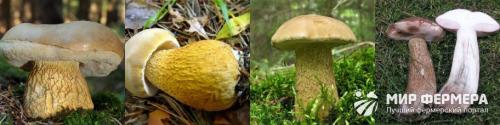 Желтый гриб съедобный или нет. Как отличить белый гриб