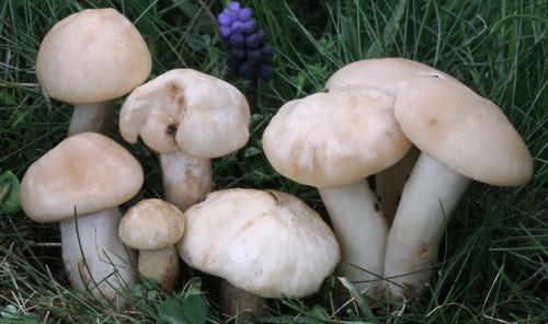 Гриб пластинчатый с коричневой шляпкой и коричневой ножкой. Пластинчатые грибы с пластинками белого и серого цвета