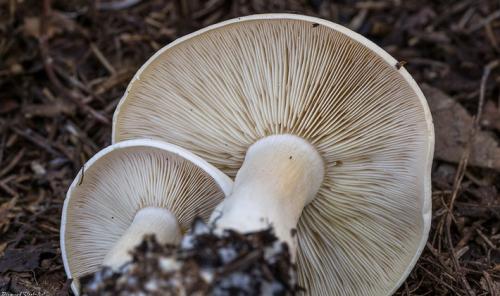 Гриб пластинчатый с коричневой шляпкой и коричневой ножкой. Пластинчатые грибы с пластинками белого и серого цвета