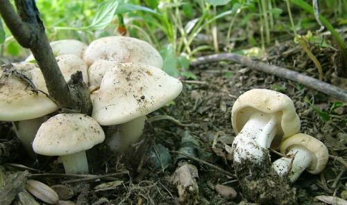 Гриб пластинчатый с коричневой шляпкой и коричневой ножкой. Пластинчатые грибы с пластинками белого и серого цвета