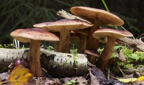 Гриб пластинчатый с коричневой шляпкой и коричневой ножкой. Пластинчатые грибы с пластинками белого и серого цвета