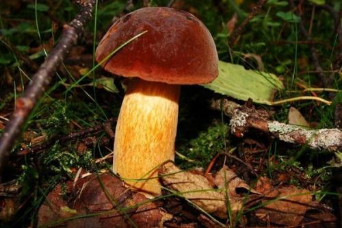 Пластинчатые грибы типичные представители. Обзор условно-съедобных грибов