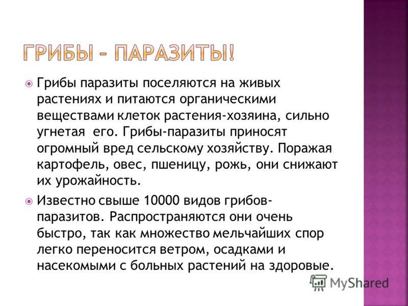 Сообщение на тему грибы паразиты. Сообщение о грибах паразитах. Грибы паразиты информация. Грибы паразиты доклад.