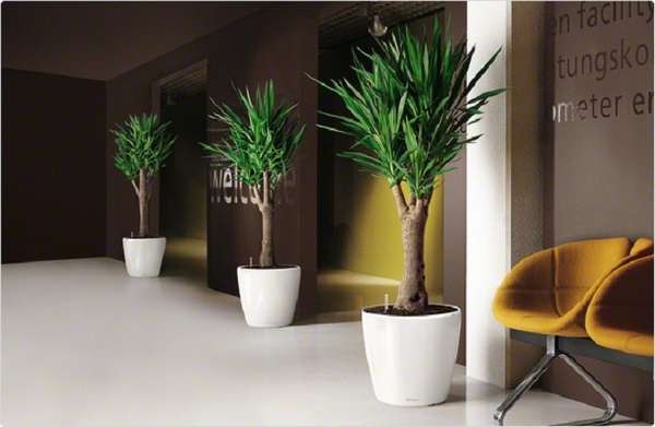 комнатные растения в интерьере квартиры, фото 2