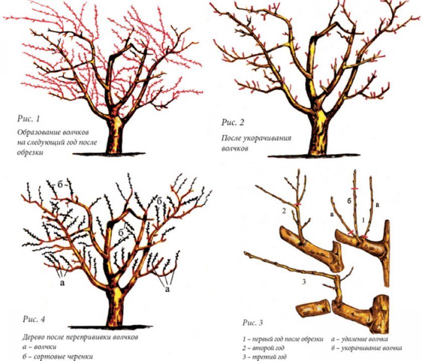 Как обрезать колоновидную яблоню весной для начинающих схемы с подробным