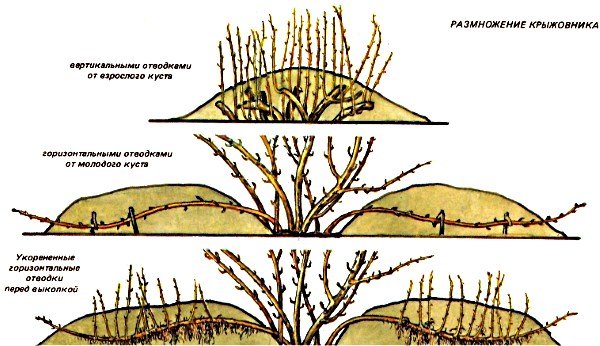 Размножение крыжовника горизонтальными отводками
