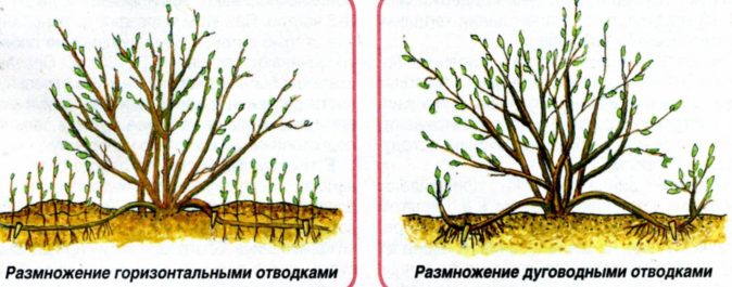 Размножение крыжовника дуговидными и горизонтальными отводками