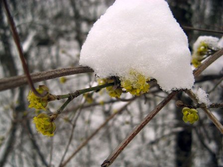 Цветущий кизил под снегом