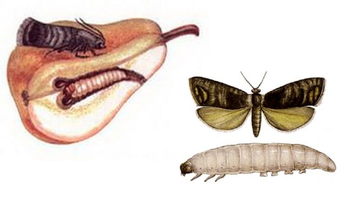 Рисунок плодожорки и её гусеницы
