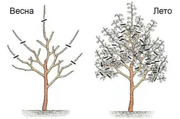 Третий год формирования кроны грушевого дерева