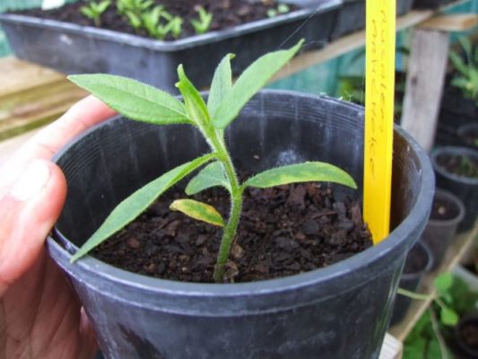 Топинамбур-одногодка, выращиваемый из семян