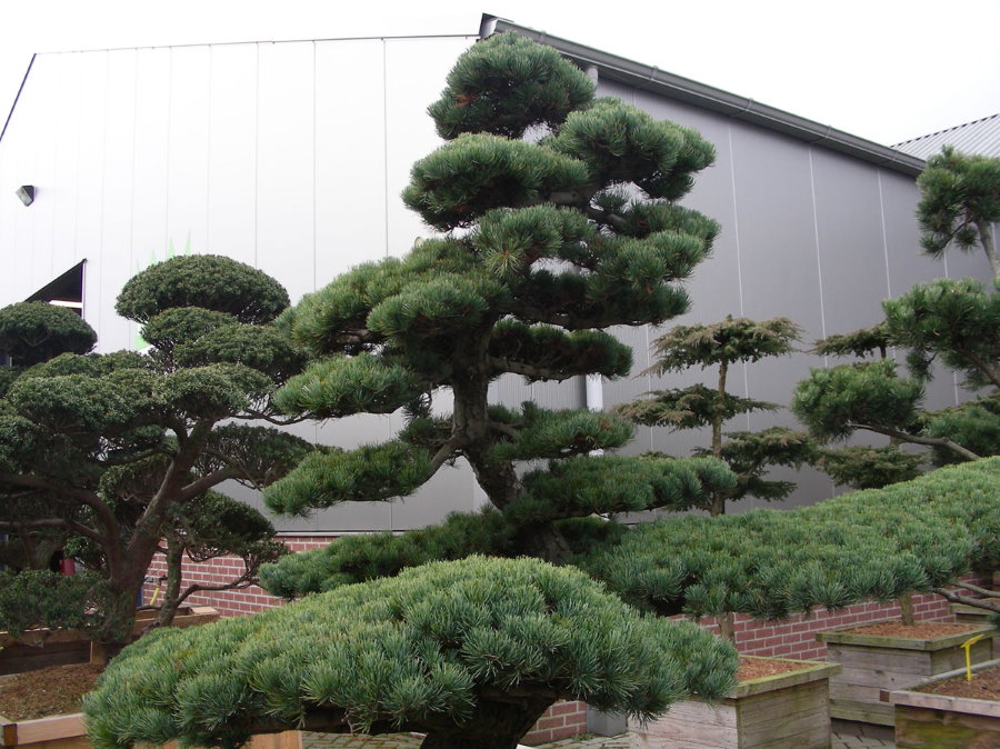 Высокое дерево белой японской сосны