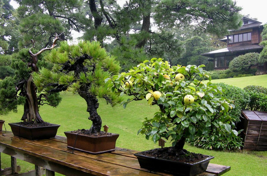 Карликовые растения бонсай в горшках на деревянном столике