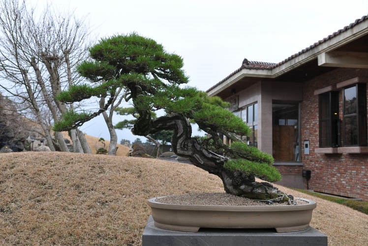 Садовый бонсай в японском стиле сякан