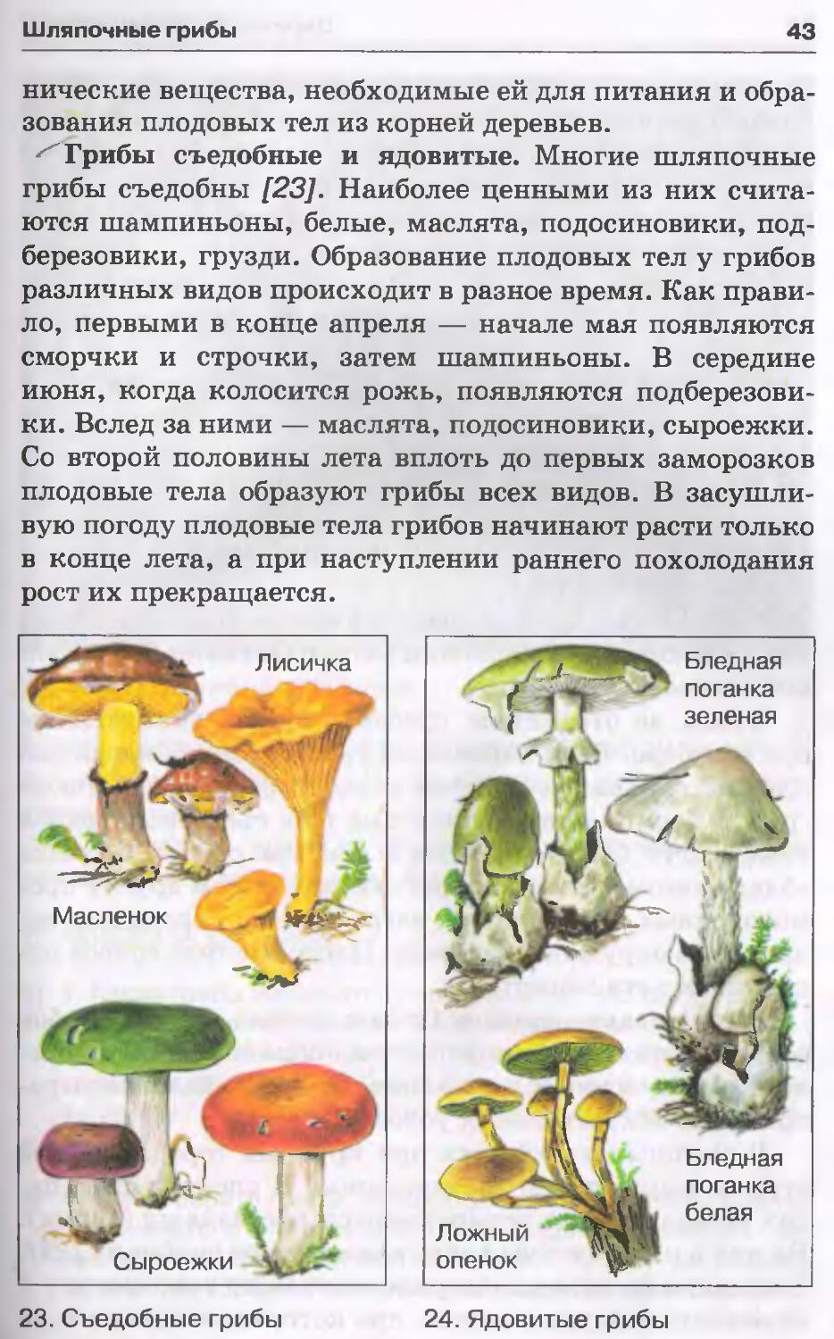 Съедобные и ядовитые грибы