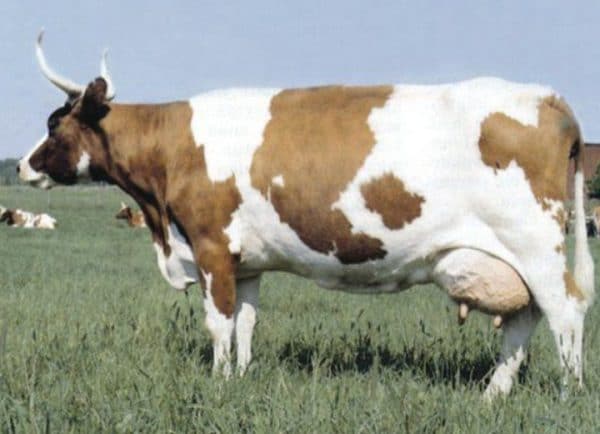 Финская порода коров