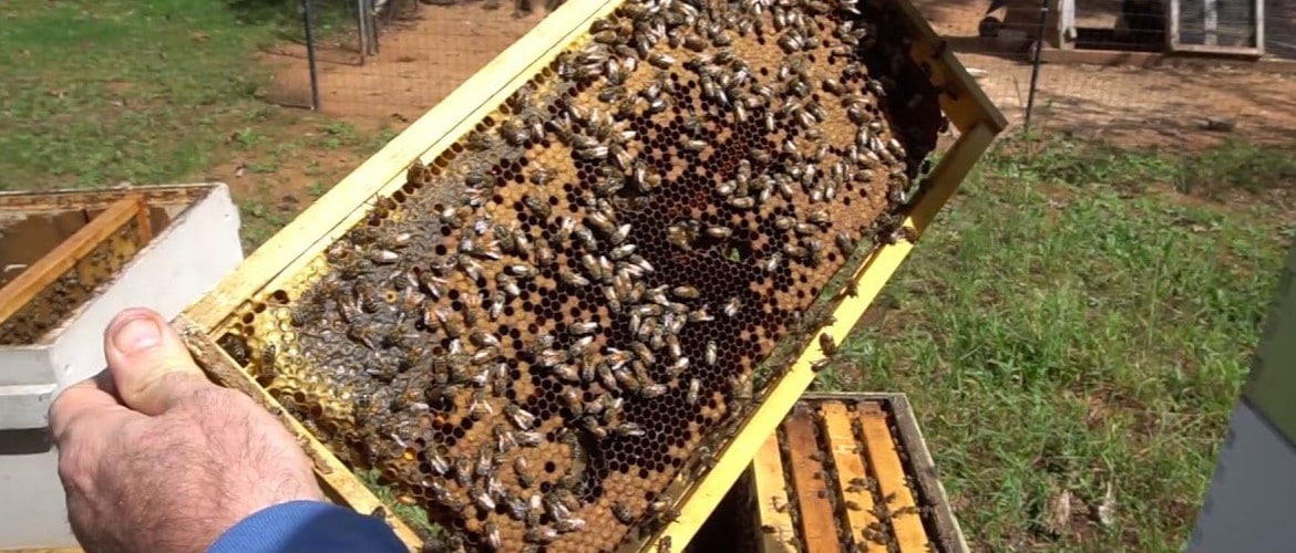 Пчеловодство для начинающих. Воровство пчел. Пчеловодство особенности выращивания. Этапы пчеловодства. Пчелы весной видео.
