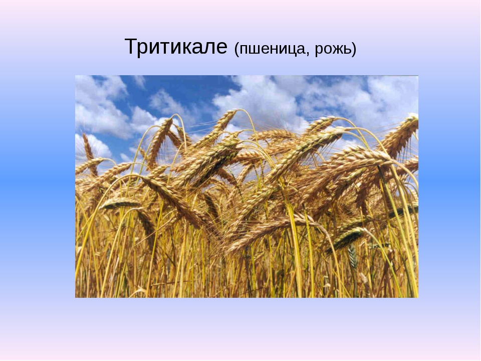 Как отличить пшеницу от тритикале фото