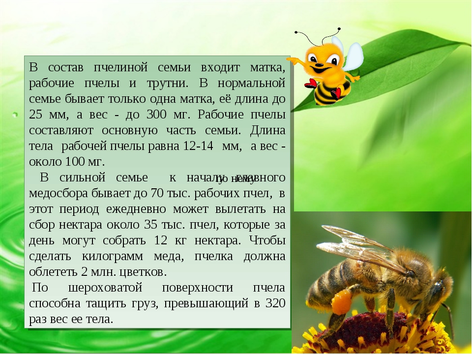 Кто входит в состав семьи медоносных пчел