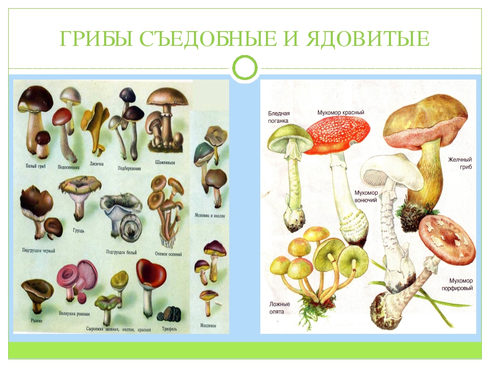 Грибы вы знаете какие съедобные. Таблица съедобные несъедобные ядовитые грибы. Съедобные грибы и несъедобные грибы названия. Съедобные и несъедобные грибы 5 класс таблица. 5 Несъедобных грибов.