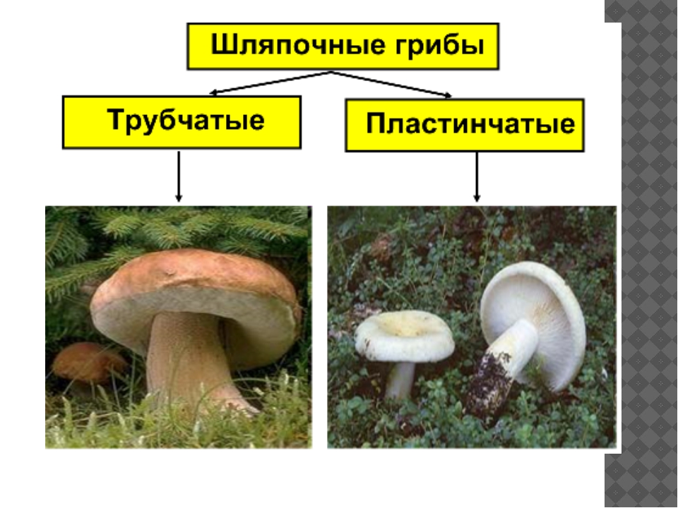 Какие съедобные грибы относятся к трубчатым грибам. Несъедобные трубчатые грибы. Шляпочные пластинчатые грибы несъедобные. Грибы Шляпочные и трубчатые. Несъедобные Шляпочные грибы.