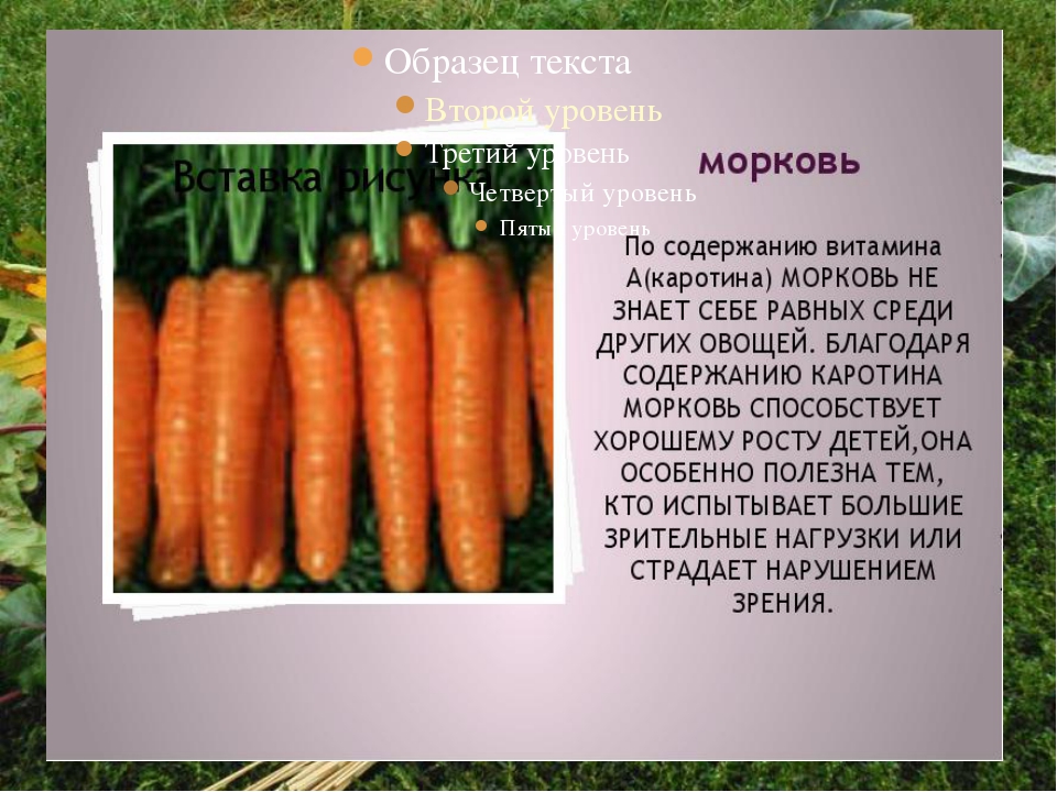Масса выращенной моркови в 3 раза. Рассказ о овощной культуре. Описание овощей. Рассказать о морковке. Морковь для презентации.