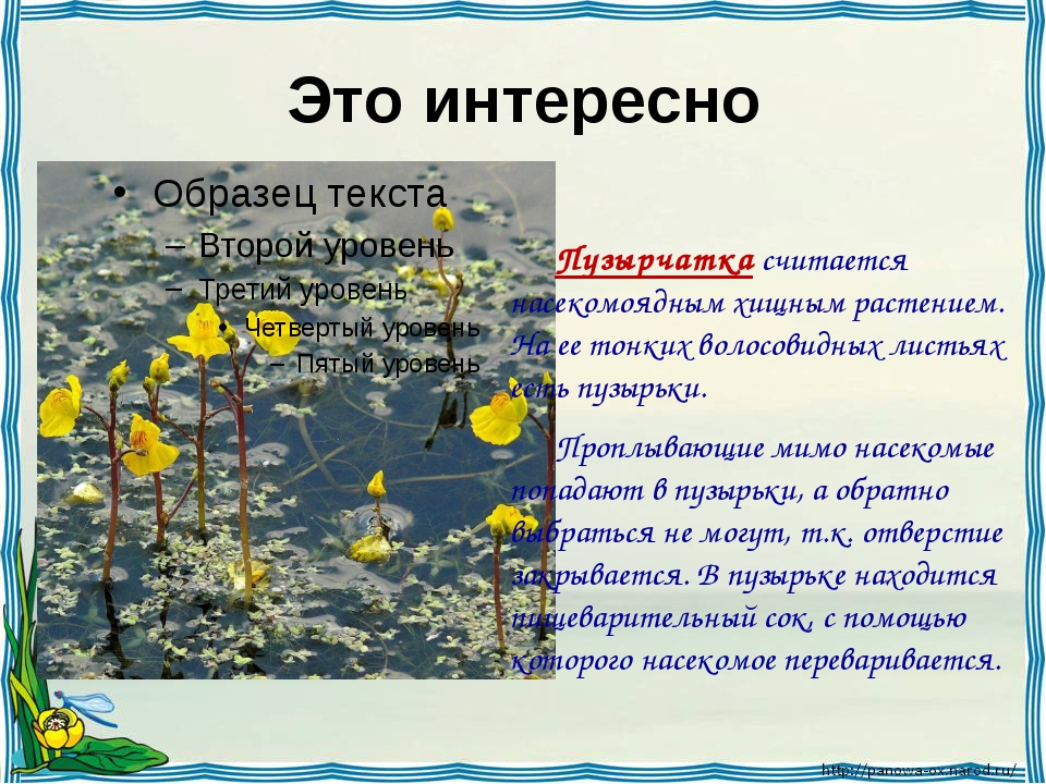 Водоемы 4 класс окружающий. Презентация на тему жизнь в пресных Водах. Сообщение жизнь в пресных Водах. Жизнь пресных вод презентация. Жизнь в пресных Водах доклад.