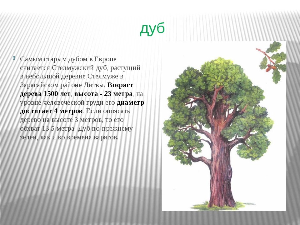 Сколько дубов в мире. Где растет дуб. Что растет на дубе. Информация про дерево дуб для детей. Дубов растет в России..