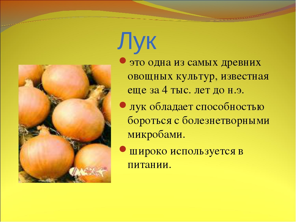 Польза репчатого. Чем полезен лук репчатый. Лук полезные свойства. Чем полезен репчатый лук для организма человека. Чем полезен лук.