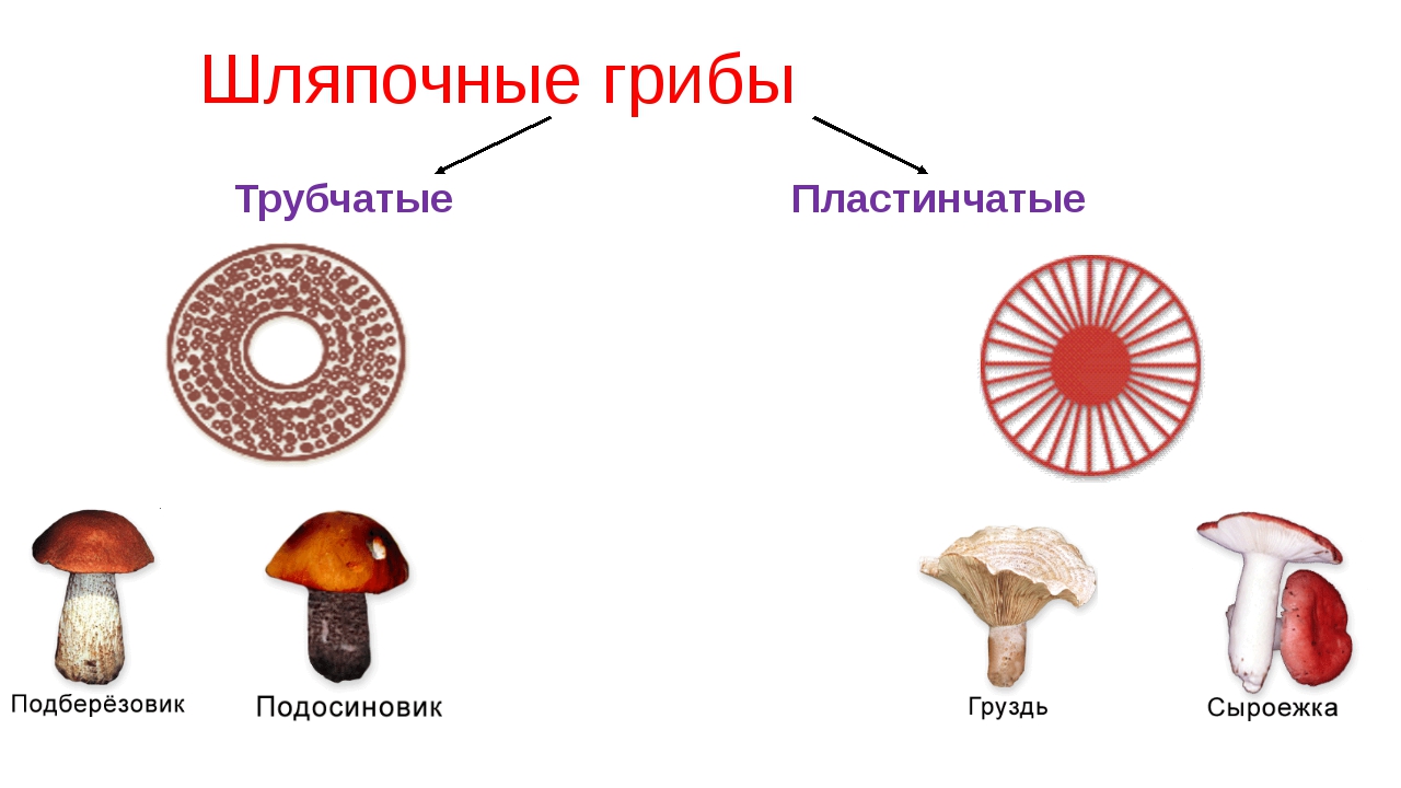 Чем трубчатые грибы отличаются от пластинчатых. Шляпочные грибы трубчатые и пластинчатые. Грибы строение шляпочных грибов. Шляпочные грибы трубчатые и пластинчатые схема. Пластинчатые и трубчатые грибы строение.