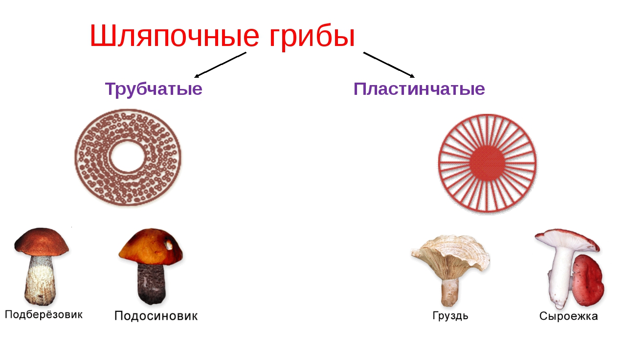 Шляпочные пластинчатые