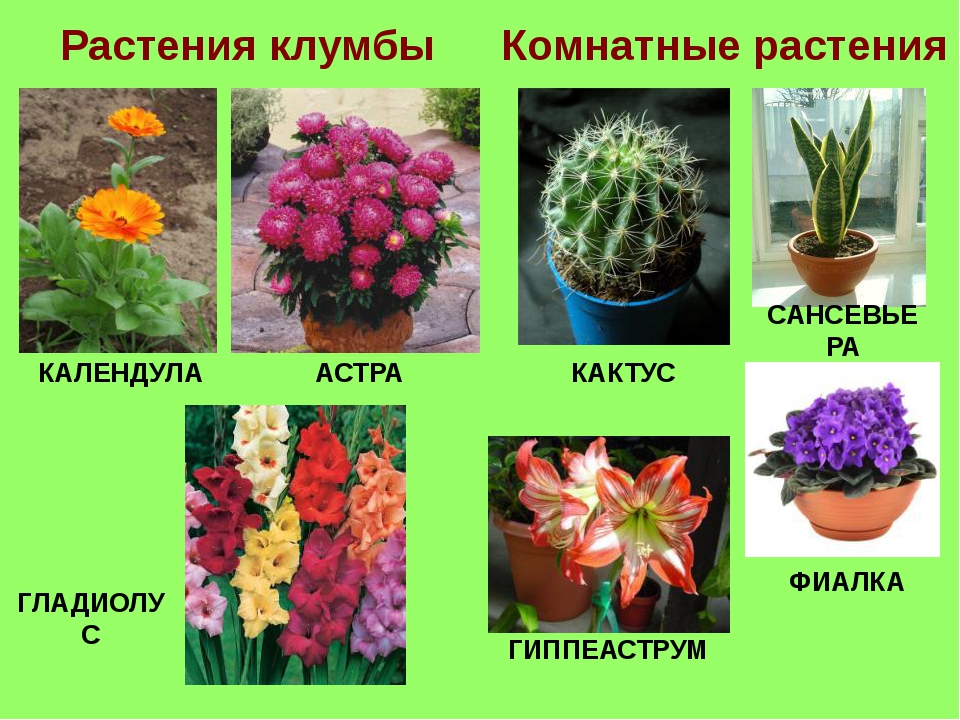 Красивые названия цветов растений. Название декоративных цветов. Название растений. Комнатные растения названия. Название домашних цветов.