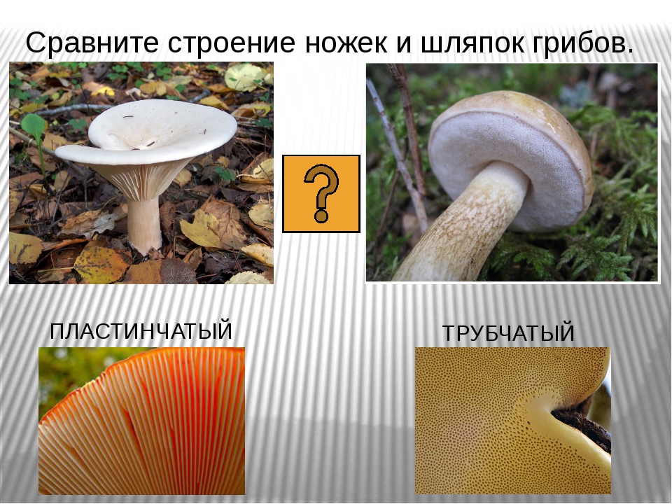 Различие пластинчатых и трубчатых грибов. Пластинчатые грибы и трубчатые грибы. Шляпочные грибы трубчатые и пластинчатые. Пластинчатые и трубчатые грибы строение. Пластинчатые и трубчатые грибы 5 класс.