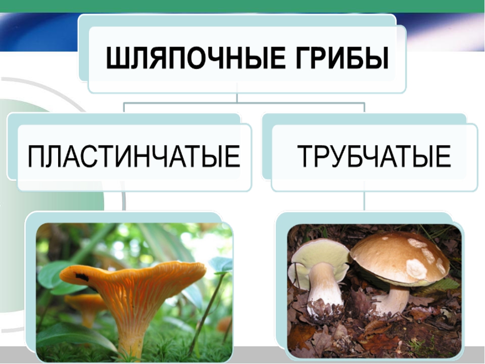 Три примера шляпочных грибов. Категории шляпочных грибов. Шляпочные грибы картинка для презентации. Все Шляпочные пластинчатые грибы съедобные и несъедобные. Представители шляпочных грибов первичный консумент.