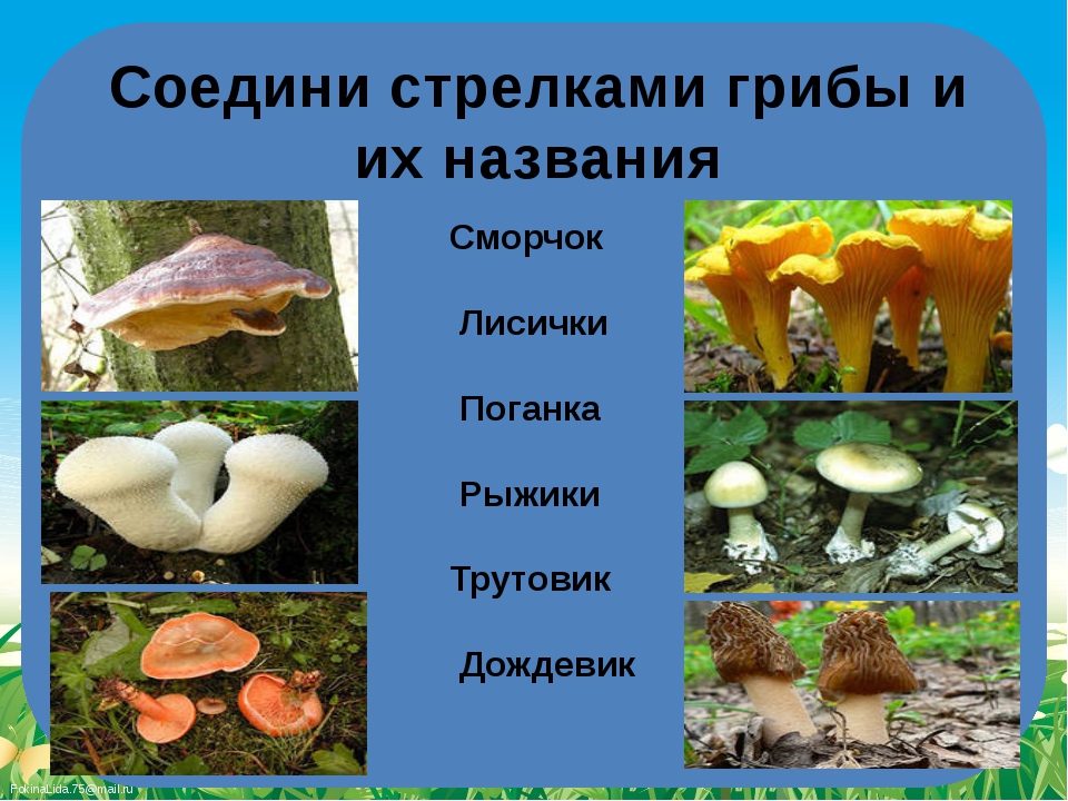 Назовите виды грибов. Название всех грибов. Съедобные грибы названия. Съедобный - несъедобный. Несъедобные грибы.
