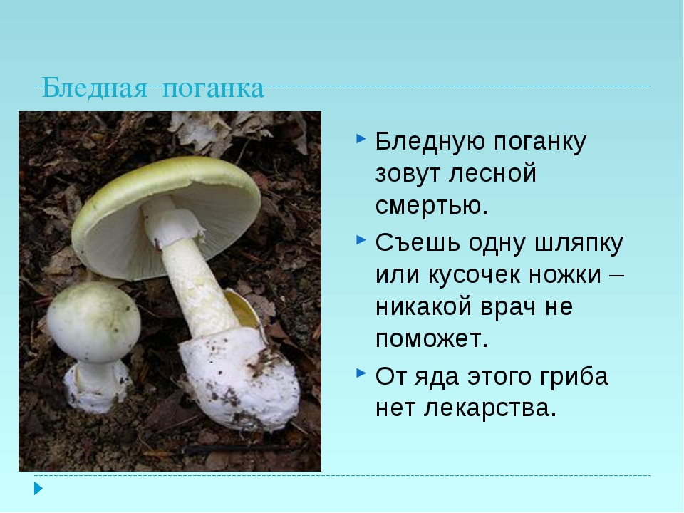 Сообщение о поганке. Бледная поганка гриб описание. Бледная поганка шляпочный гриб. Ядовитый Лесной гриб бледная поганка. Бледная поганка шляпка снизу.