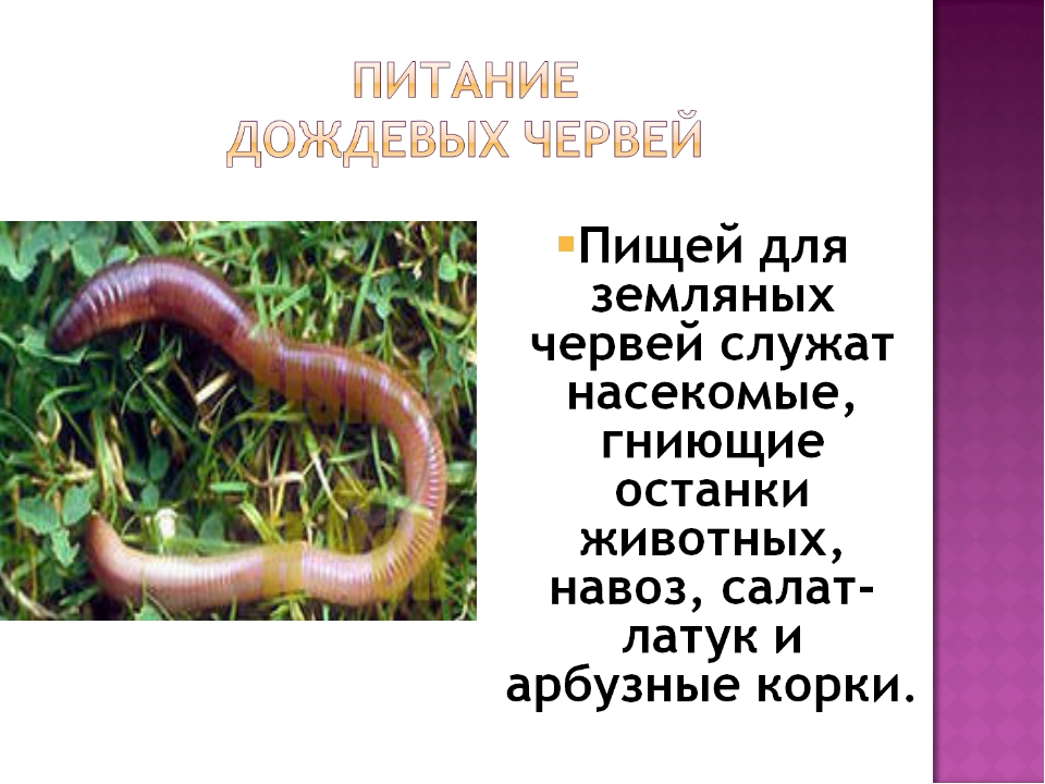 Жизнь червей в природе. Дождевой червь питается. Интересные факты о дождевых червях. Дождевые черви питаются. Чем питаются червяки дождевые.